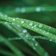 Une eau de qualité pour un arrosage réussi